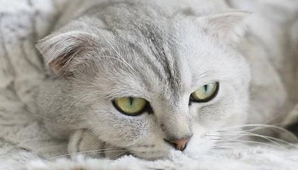 平湖高价上海医保提取2025的最新政策(2025年平湖上海医保怎么提取现金分享)